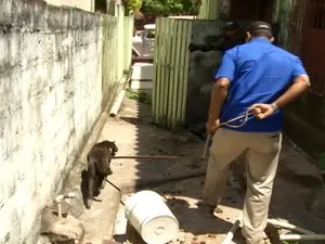 Técnicos do CCZ realizaram a captura dos animais (Foto: Reprodução/TV Tapajós)