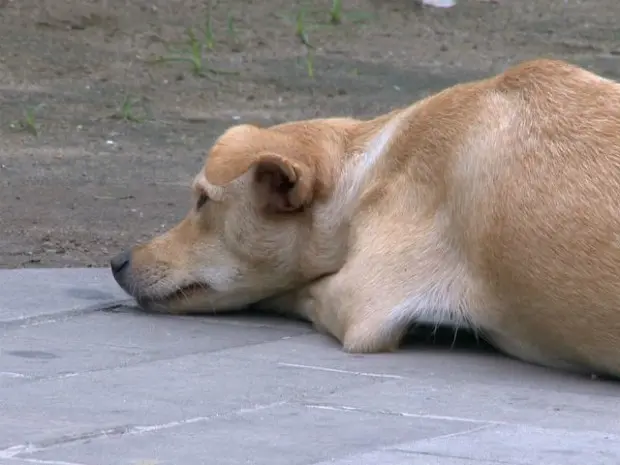Segundo policiais, cadela está cansada e com medo, mas já foi alimentada (Foto: Reprodução/ TV Gazeta)
