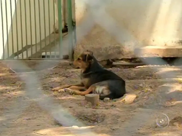 Cães ficam o dia todo na terra; canil não oferece estrutura adequada (Foto: Reprodução/TV TEM)
