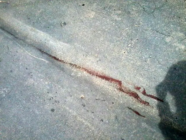Sangue do animal ficou espalhado pela rua por onde ele foi arrastado (Foto: Reprodução EPTV)