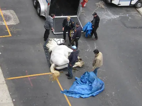  um cavalo de carroça desmaiado na Rua 54 Oeste. (Foto: Matthew Miller/Agencia Polaris)