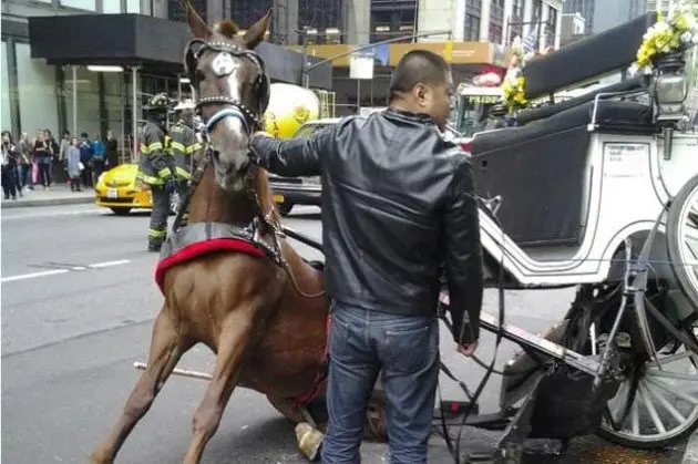 Um cavalo da Companhia Charretes de Manhattan ficou preso sobre a carroça, depois que ela caiu sob as patas traseiras do animal, próximo a Columbus Circle. (Foto: DNAinfo/Garth Burton)