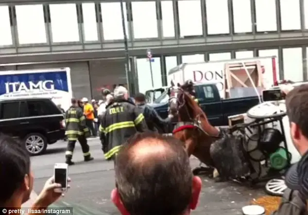 Para o resgate: bombeiros cuidaram de acalmar o animal enquanto a charrete era levantada para liberar as pernas do cavalo.