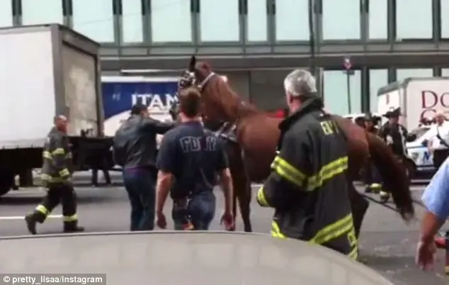 Fúria na rua : Testemunhas dizem que o condutor do cavalo e da charrete estava gritando com o cavalo para que ele parasse antes de perder o controle.