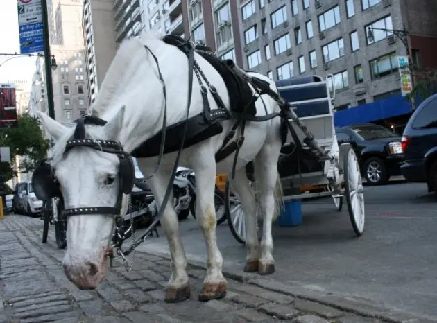 NY CLAS é um grupo ativista de direitos animais criado para extinguir a indústria de charretes puxadas por cavalos na cidade e já declarou uma vitória.