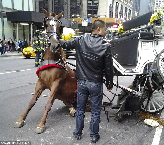 Assustado: alguma coisa assustou o cavalo que o fez disparar ao longo da 8ª avenida, virando a charrete que ele estava conduzindo.