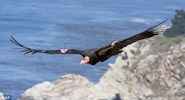 Em perigo: Condores na costa central da Califórnia estão tendo problemas reprodutivos devido ao DDT