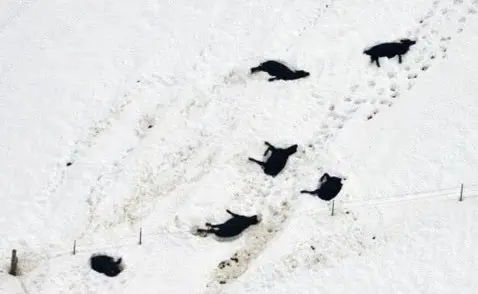 Estima-se que 100 mil bovinos morreram devido à tempestade de neve em Dakota do Sul. Foto: Grump Yelder   
