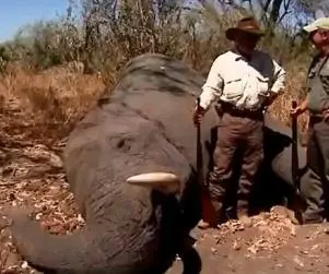 O momento após a morte do elefante por Makris. (Foto: Reprodução)
