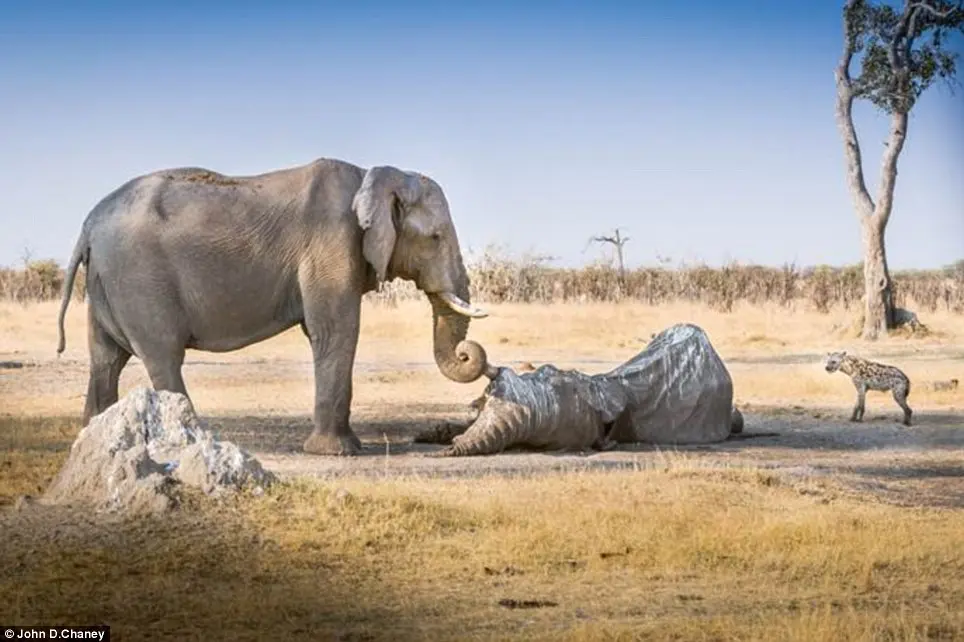 Momento de emoção: Um elefante fêmea segura a presa de um amigo caído com sua tromba durante uma vigília que durou várias horas, em um parque de vida selvagem em Botswana. Ela teve que afugentar os abutres e hienas, na foto à direita da carcaça, para chegar ao corpo de seu amigo.