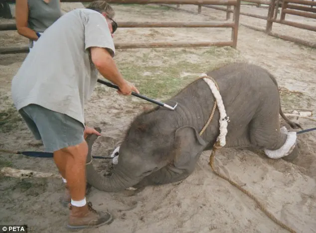 Treinador submentendo elefante à tortura por meio de um Bullhook. (Foto: Reprodução)