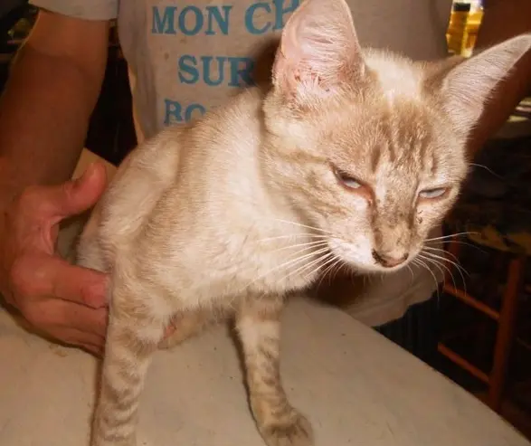 Casal de Cedar Creek reencontrou gata de estimação que estava sumida havia dois anos (Foto: Reprodução/Facebook/Sharen Armstrong-Maitland )