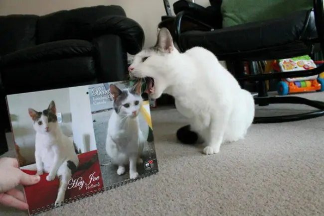 (Foto: Reprodução/Facebook/Burt, The Amazing Cat)
