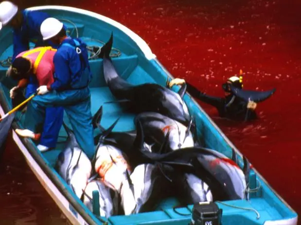O "Rio de Sangue" da caça aos golfinhos. (Foto: AP)