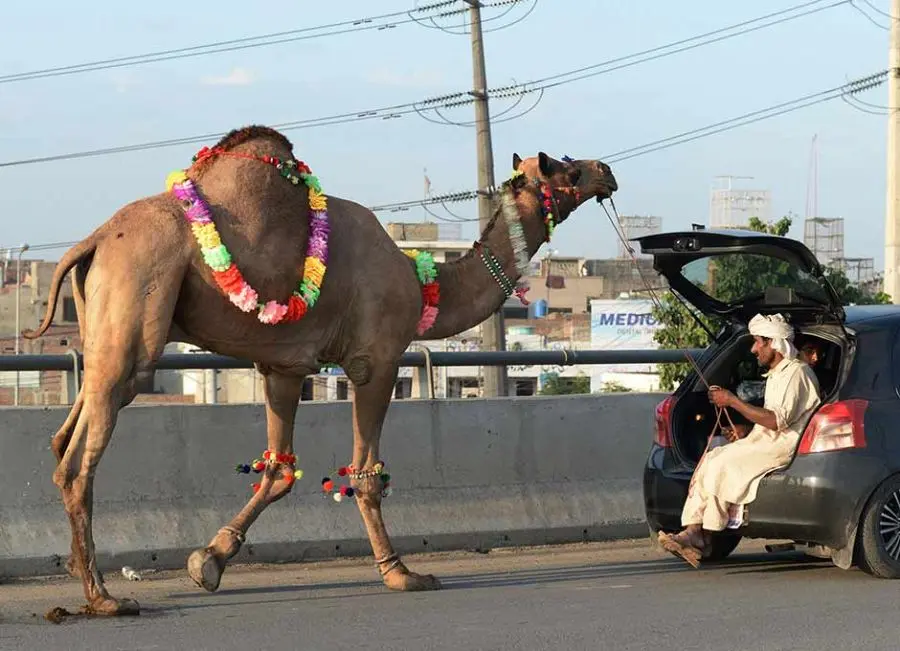 Homem puxa camelo pelo porta malas do carro (Foto: AFP)