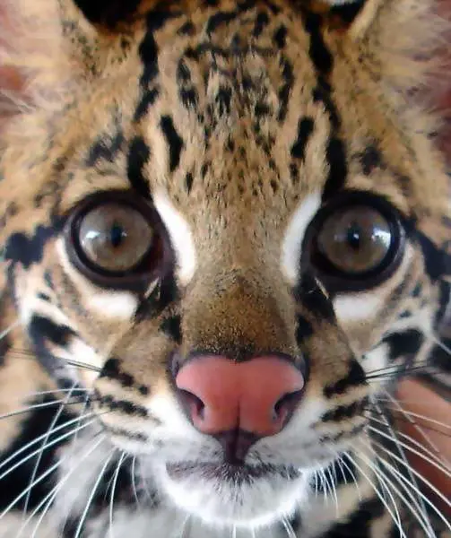 Os olhos profundos de uma jaguatirica também poderão ser vistos na série. (Foto: Reprodução)