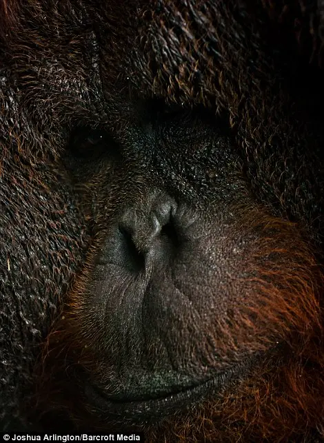Primata Joe (Foto: Reprodução)