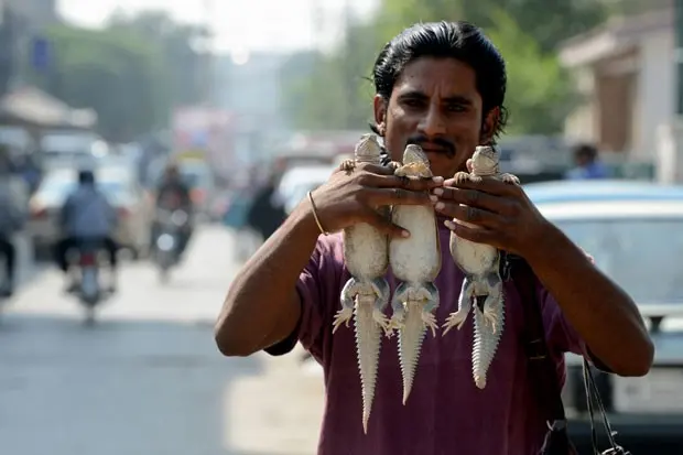 Vendedor exibe lagartos que teriam 'poder afrodisíaco' (Foto: Farooq Naeem/AFP)