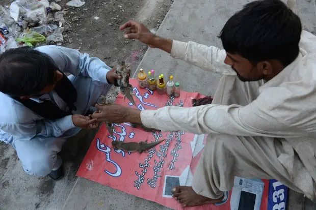 Paquistanês vende lagartos-cauda-espinhosa em um mercado de rua em Rawalpindi (Foto: Farooq Naeem/AFP)