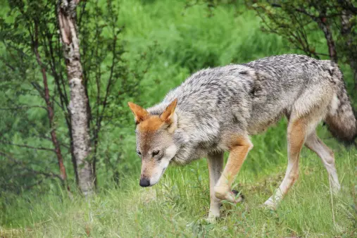 Lobo-cinzento (Foto: Reprodução)