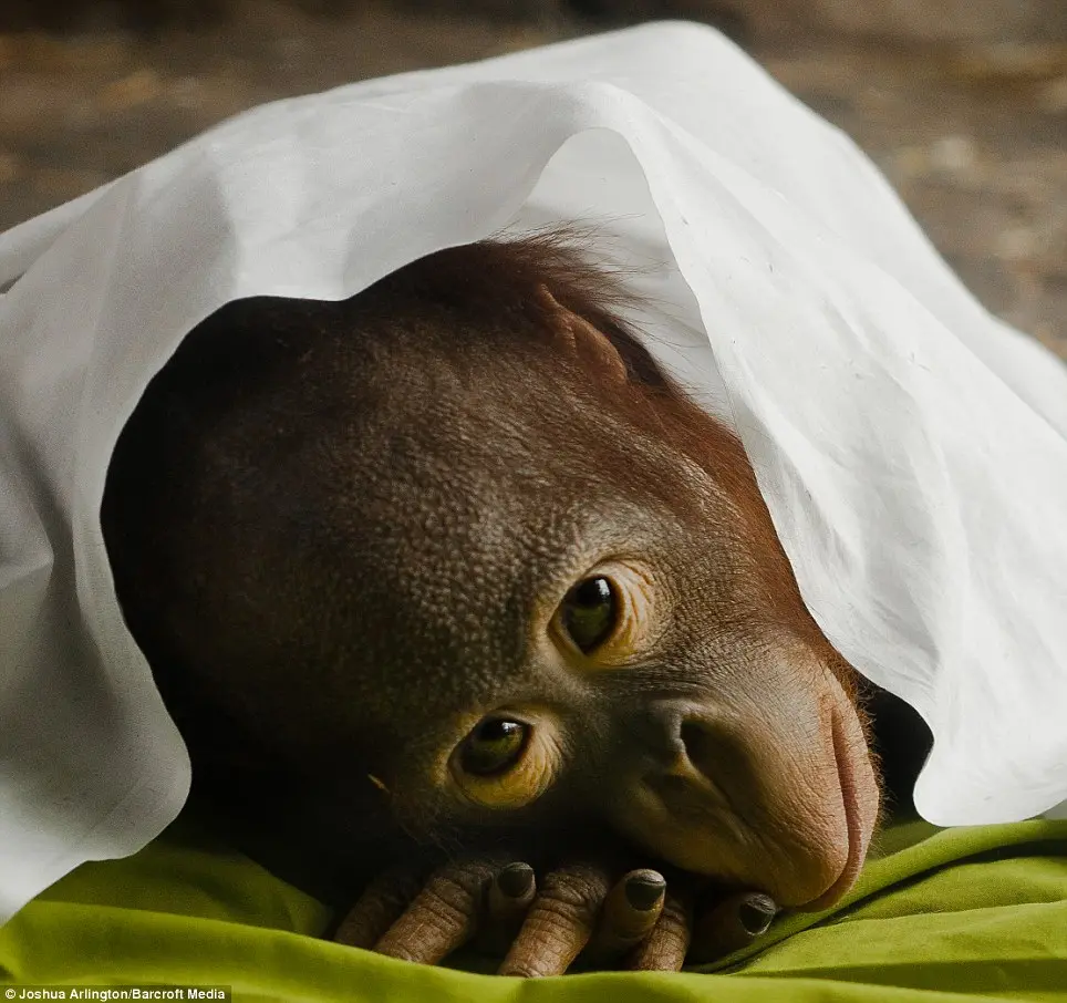 Depois de passar tanto tempo com os animais, Joshua começou a desenvolver fortes laços de amizade, como os que estabeleceu com Ollie, o orangotango de dois anos. (Foto: Reprodução)