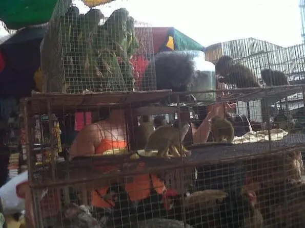 Papagaios são confinados em jaulas e até macacos são comercializados no Mercado 4. (Foto: Twitter, @HugoRamirezANR)