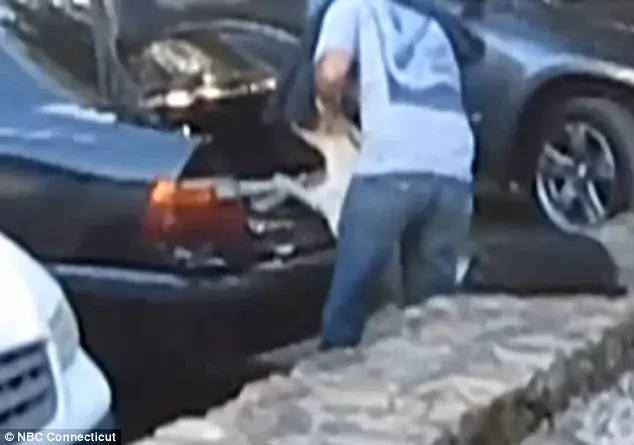  Brincadeiras à parte: Ernesto Rodriguez, de 36 anos, foi capturado em vídeo colocando um bode pigmeu no porta-malas de seu carro.