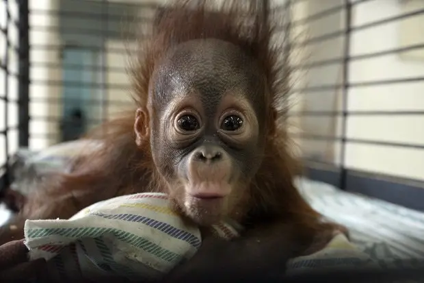O orangotango Rizki, de 4 meses, é visto dentro de sua gaiola no zoológico de Surabaya, conhecido como 'zoo da morte'. (Foto: AFP Photo/Juni Kriswanto)