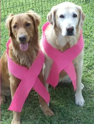 Outubro rosinha alerta sobre câncer de mama em cães (Foto: Reprodução Internet)