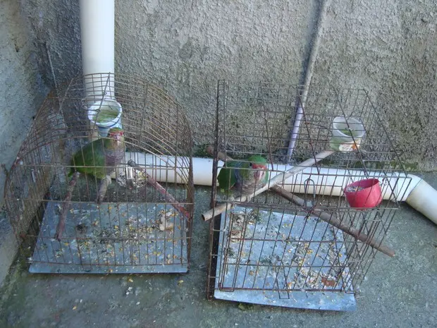 Papagaios-de-peito-roxo foram encaminhados para mantenedouro registrado pelo Ibama e podem fazer parte do projeto de reintrodução da espécie (Foto: Juliano Rodrigues/divulgação)