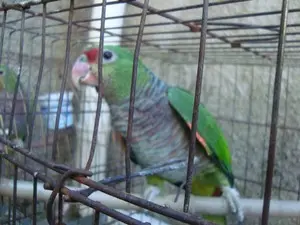 Papagaios-de-peito-roxo foram apreendidos em gaiolas (Foto: Juliano Rodrigues/divulgação)