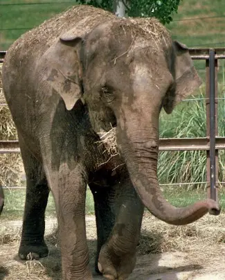 A elefante Patience, que foi torturada por 23 anos no zoo. (Foto: Reprodução)