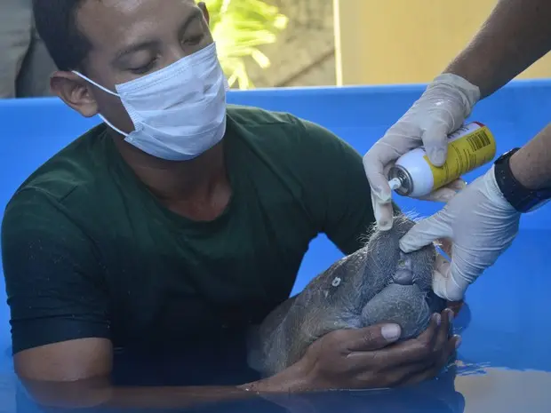 Peixe-boi recebe medicamentos durante reabilitação (Foto: Abinoan Santiago/G1)