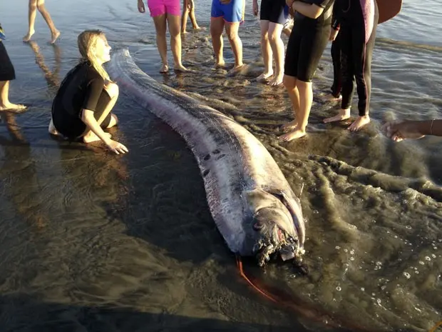Peixe-remo de 4,27 metros foi encontrado em praia perto de Oceanside (Foto: Mark Bussey/AP)