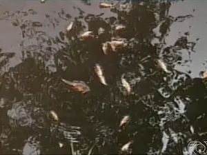Peixes morrem no córrego Arrainha, em Nova Olinda (TO) (Foto: Reprodução/TV Anhanguera)