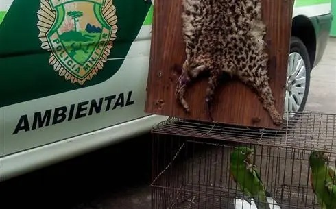 Maritacas e pele de jaguatirica são encontradas em residência (Foto: Divulgação/ Polícia Militar Ambiental).