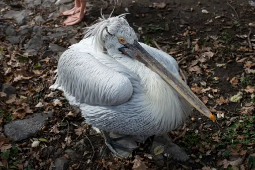 Pelicano-crespo (Foto: Reprodução)