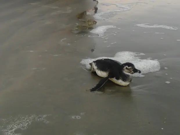 Pinguim de magalhães que foi encontrado em Ilha Comprida, SP (Foto: Cristian Negrão/Arquivo Pessoal)