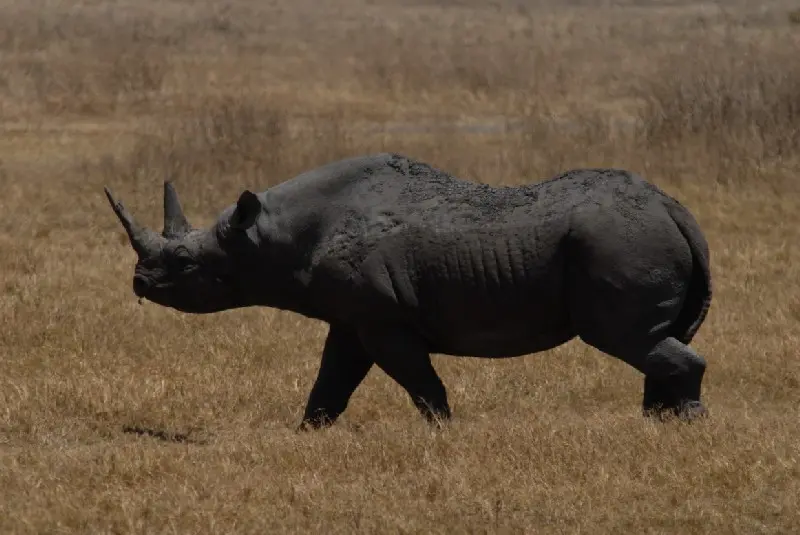 Rinoceronte Negro, espécie em extinção (Foto: Reprodução Internet)