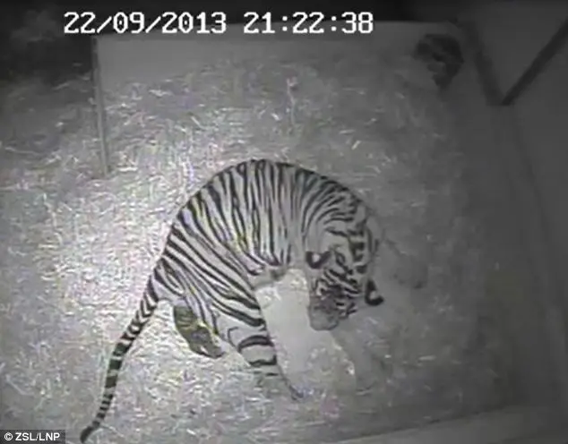 Segundo funcionários do zoológico, na manhã daquele sábado o tigre não aparecia nas câmeras de monitoramento e quando foram verificar o que havia acontecido, encontraram o filhote morto ao lado da piscina. (Foto: Daily Mail)