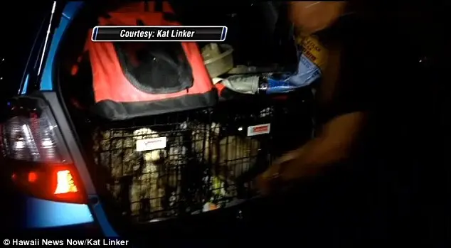 Cruel: Kat Linker abriu a porta do carro destravada para encontrar 21 cães pequenos amontoados em gaiolas na parte de trás de um carro. Ela disse que o fedor era insuportável.
