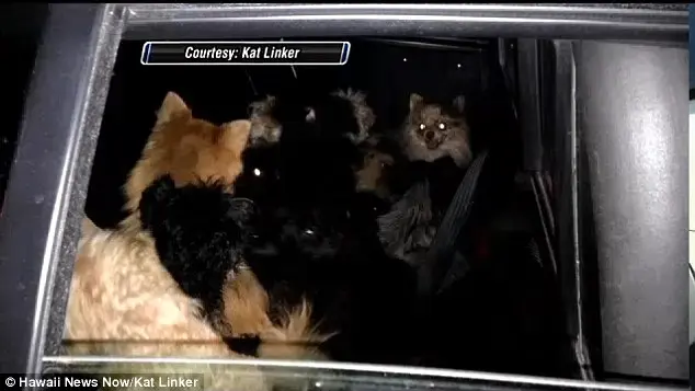 Angustiante: Kat Linker ouviu latidos e ficou chocada ao ver os cães dentro do carro. "Alguns [cães] estavam correndo. Eles estavam latindo tão alto e todas as janelas estavam fechadas”, disse ela.