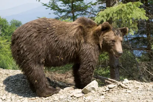 Urso-pardo (Foto: Reprodução)