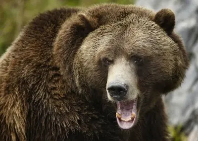 Ursos são confinados e maltratados em zoológicos da tribo dos Cherokees. (Foto: Reuters)