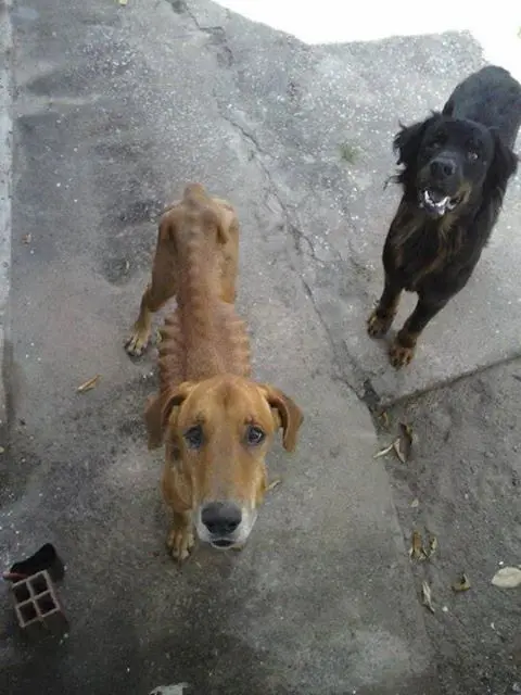 Animais estão sem alimento em Itamaracá. (Foto: Facebook/Reprodução)