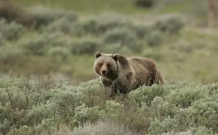 Urso pardo, espécie em extinção sobretudo devido a desequilíbrio ambiental. Foto: Care2