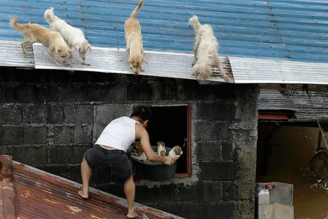 Foto: Divulgação/IFAW (International Fund fos Animal Welfare)