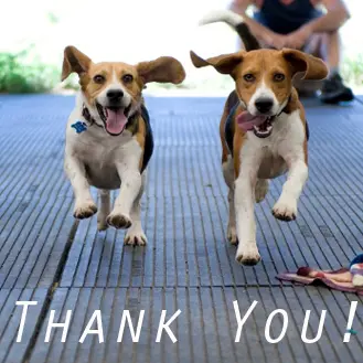 Thank-You-Dogs