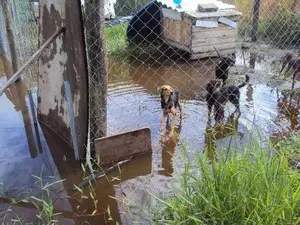 Animais transitam pela água da chuva. (Foto: Bruno Jones/Divulgação)