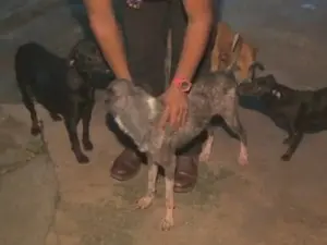 Cão foi encontrado caminhando nas cinzas após o incêndio em Macapá (Foto: Reprodução/Tv Amapá)